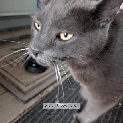 Photo 1/1 Chat trouvé Trouvé à Saint Philippe