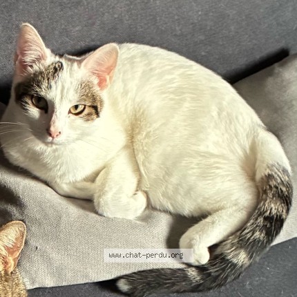 Photo de chat perdu à Linas