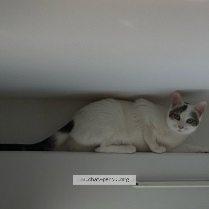 Photo 2/2 Aïka Chat perdu à Linas