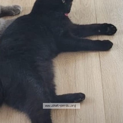 Photo de chat perdu à Crach