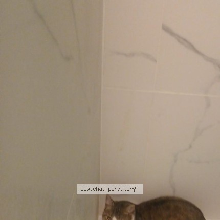 Photo 1/1 Chat trouvé Trouvé à Bruxelles