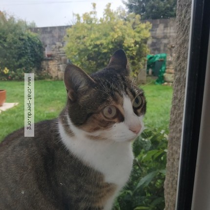 Photo 1/1 SAPHIR Chat perdu à Gonneville Le Theil