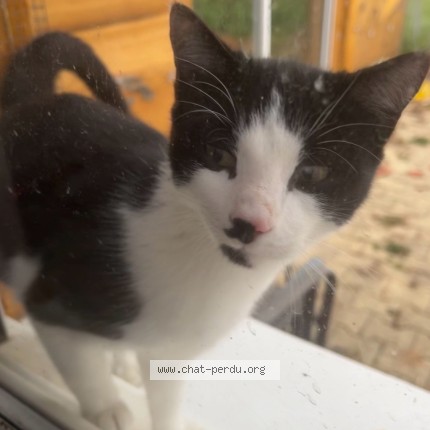 Photo de chat perdu à Le Gres