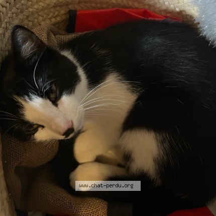 Photo 2/3 Sans Nom Chat perdu à Le Gres