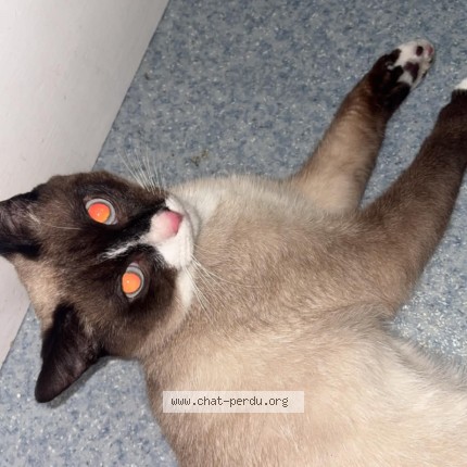 Photo 1/1 moka Chat perdu à Houdeng Goegnies