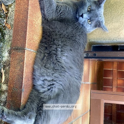 Photo de chat perdu à Rives