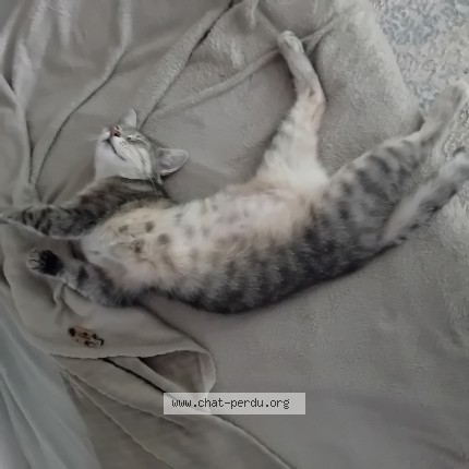Photo de chat perdu à Saint Genevieve Des Bois