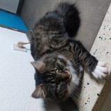 kaiko