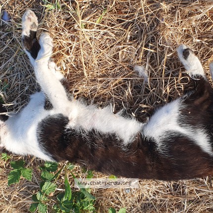 Photo de chat trouvé à Buxerolles