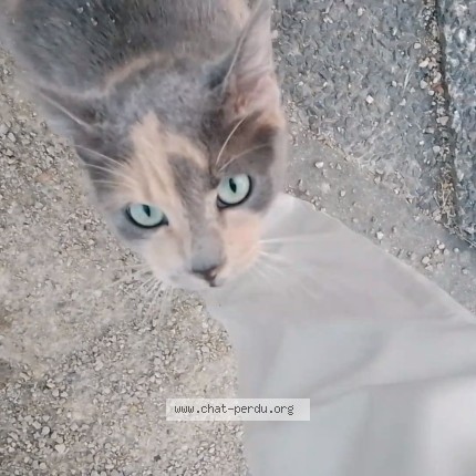 Photo 2/2 Chat trouvé Trouvé à Abbeville