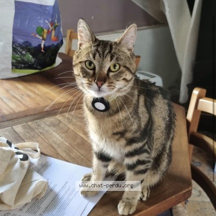 Photo de chat perdu à Arques La Bataille