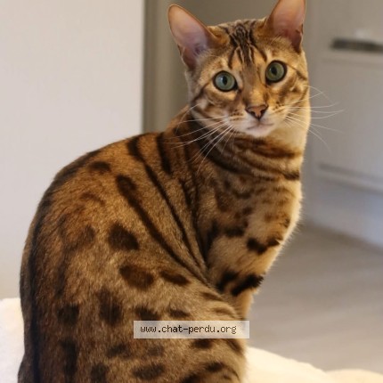 Photo 1/1 wouldi Chat perdu à Villeparisis