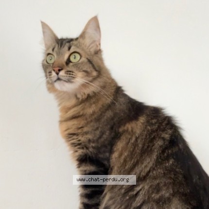Photo de chat perdu à Angers