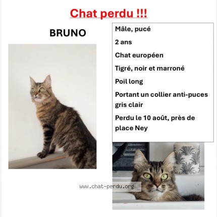 Photo 5/5 BRUNO Chat perdu à Angers
