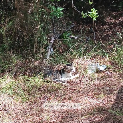 Photo de chat trouvé à Maubuisson