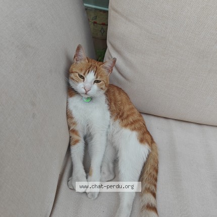 Photo de chat perdu à Aubervilliers