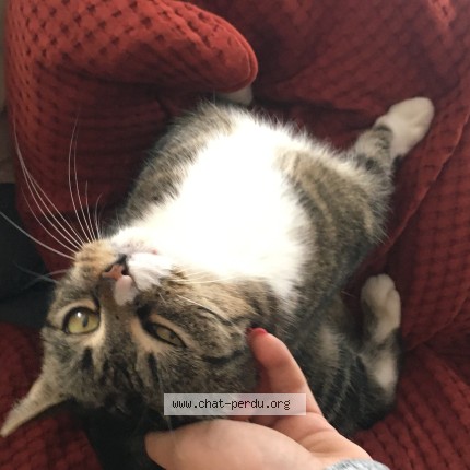 Photo de chat perdu à La Chapelle De Guinchay