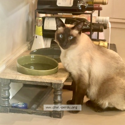 Photo de chat perdu à Toulouse