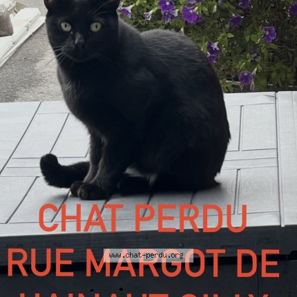Photo 1/1 Loulou Chat perdu à Gilly