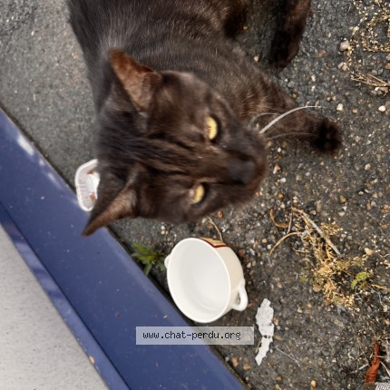 Photo de chat trouvé à Bordeaux