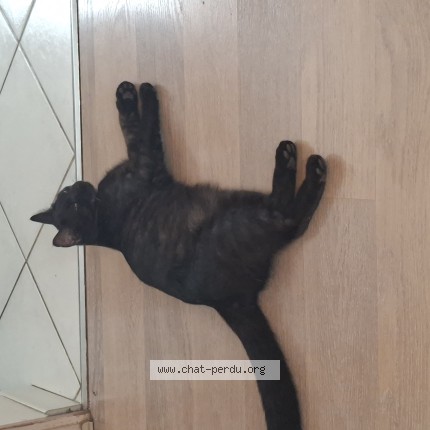 Photo de chat perdu à Chasseneuil Du Poitou