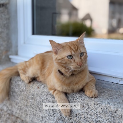 Photo de chat perdu à Plouneour Menez