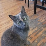 Mimi