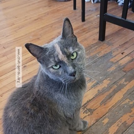 Photo 1/1 Chat retrouvé Perdu à Montreal