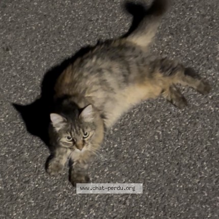 Photo de chat trouvé à Mulhouse
