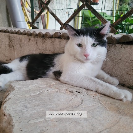 Photo de chat perdu à Aix En Provence