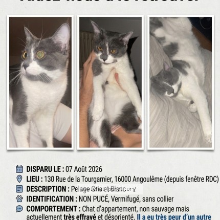 Photo 1/1 Astra Chat perdu à Angouleme