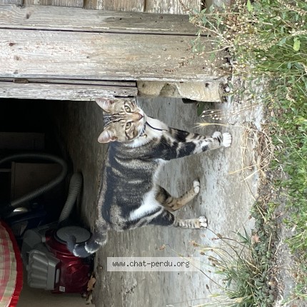 Photo 1/1 Chat trouvé Trouvé à Saint Hippolyte