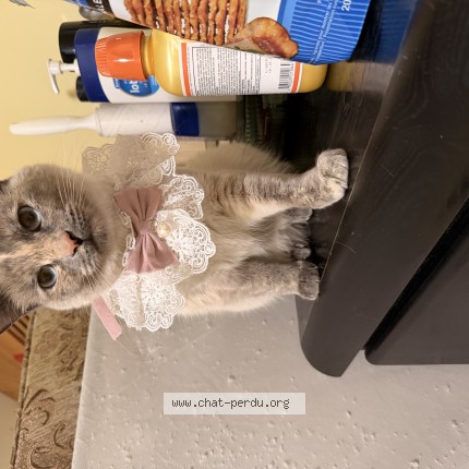 Photo 1/1 lina Chat perdu à Longueuil