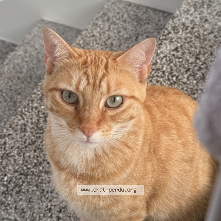 Photo de chat perdu à Agen