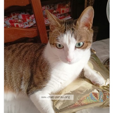 Photo 1/1 Mickey Chat perdu à Chateaurenard