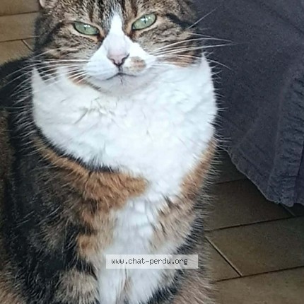 Photo 1/1 Charlie Chat perdu à Compiegne