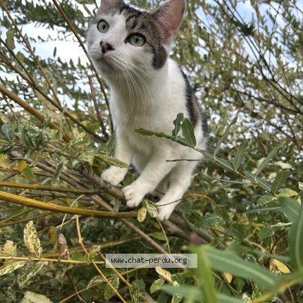 Photo de chat perdu à Spay