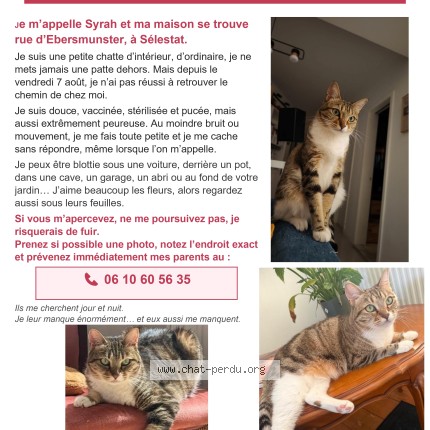 Photo de chat perdu à Selestat