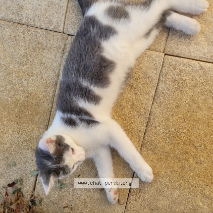 Photo 1/1 Chat trouvé Trouvé à Saint Vit