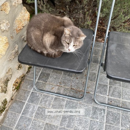 Photo 1/1 Aminga Chat perdu à Maisons Laffitte