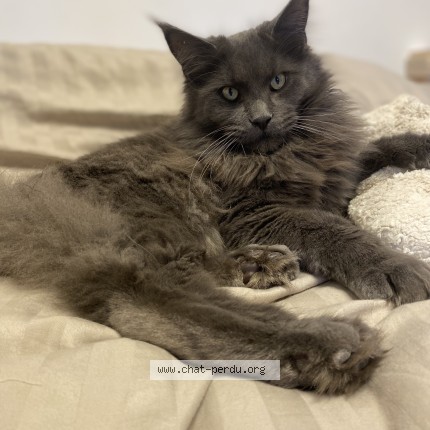Photo de chat retrouvé à Gujan Mestras