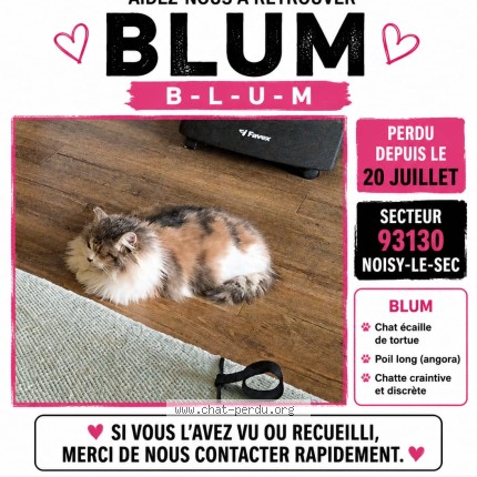 Photo de chat perdu à Noisy Le Sec