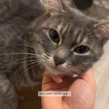 Photo 2/4 Chat retrouvé Perdu à Poitiers