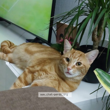 Photo de chat perdu à Gien