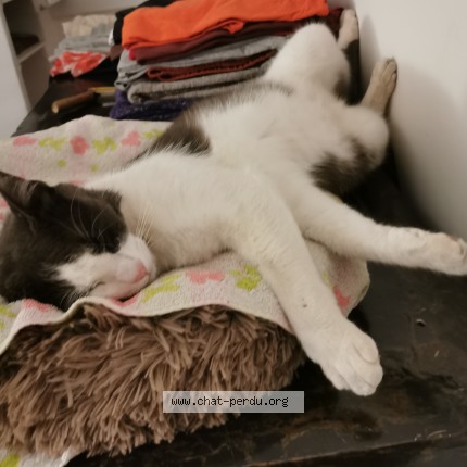 Photo de chat perdu à La Ciotat