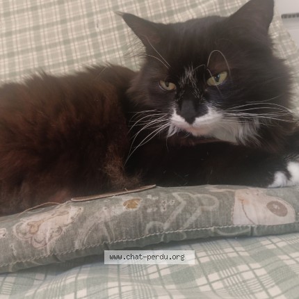 Photo de chat perdu à Elven