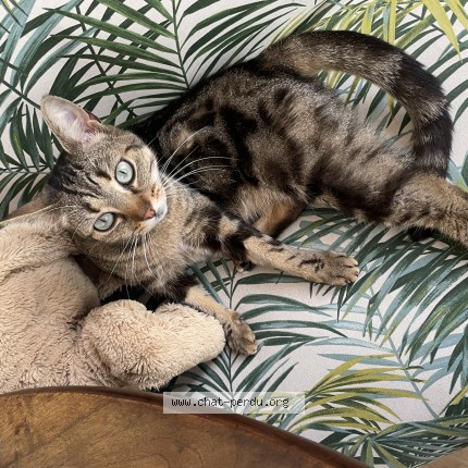 Photo 1/1 Chat retrouvé Perdu à 33000 Bordeaux