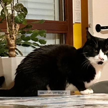 Photo de chat perdu à Chanteloup Les Vignes