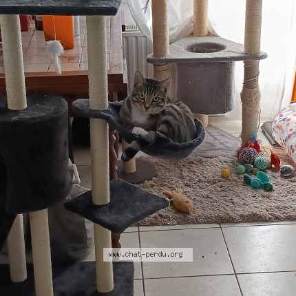 Photo de chat perdu à Montreux Chateau