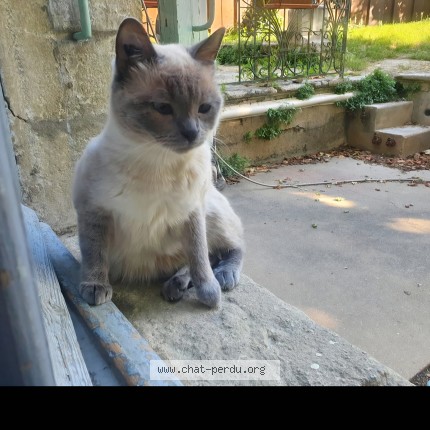 Photo de chat perdu à Boujan Sur Libron